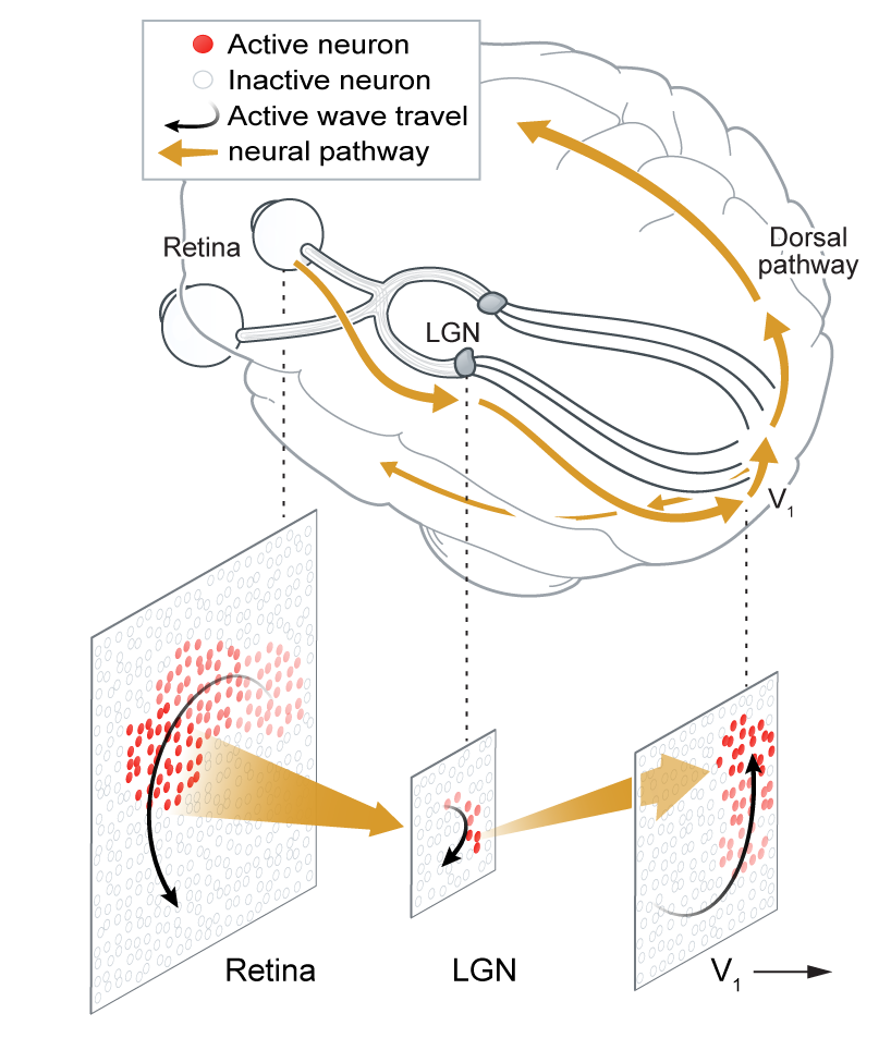 NetWave-brain-connections.png